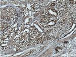 C1D Antibody in Immunohistochemistry (Paraffin) (IHC (P))