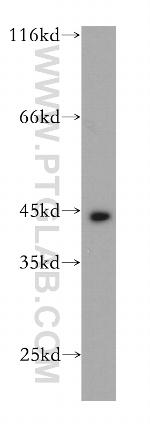 Cytokeratin 19 Antibody in Western Blot (WB)