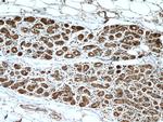 HINT1 Antibody in Immunohistochemistry (Paraffin) (IHC (P))