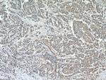 HINT1 Antibody in Immunohistochemistry (Paraffin) (IHC (P))