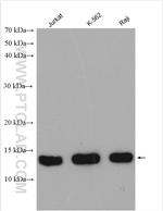 HINT1 Antibody in Western Blot (WB)