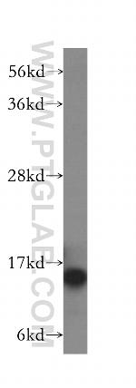 HINT1 Antibody in Western Blot (WB)