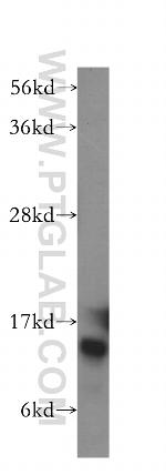 HINT1 Antibody in Western Blot (WB)