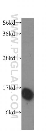 HINT1 Antibody in Western Blot (WB)