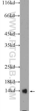 HINT1 Antibody in Western Blot (WB)