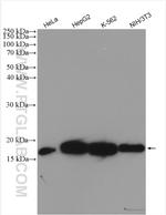 Cyclophilin A Antibody in Western Blot (WB)