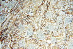 Cyclophilin A Antibody in Immunohistochemistry (Paraffin) (IHC (P))