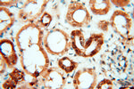 Cyclophilin A Antibody in Immunohistochemistry (Paraffin) (IHC (P))