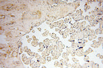 Cyclophilin A Antibody in Immunohistochemistry (Paraffin) (IHC (P))