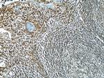 Cyclophilin A Antibody in Immunohistochemistry (Paraffin) (IHC (P))