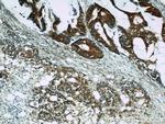 Cyclophilin A Antibody in Immunohistochemistry (Paraffin) (IHC (P))