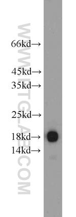 Cyclophilin A Antibody in Western Blot (WB)