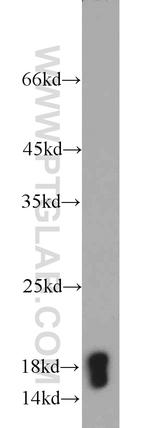 Cyclophilin A Antibody in Western Blot (WB)