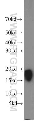 Cyclophilin A Antibody in Western Blot (WB)