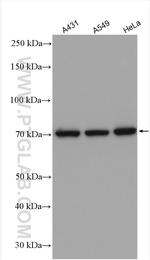 KU70 Antibody in Western Blot (WB)