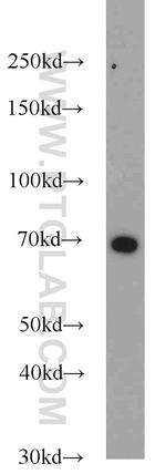 KU70 Antibody in Western Blot (WB)