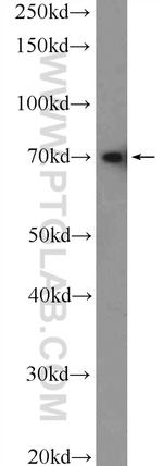 KU70 Antibody in Western Blot (WB)