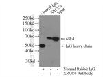 KU70 Antibody in Immunoprecipitation (IP)