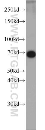 KU70 Antibody in Western Blot (WB)