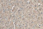 Ferritin light chain Antibody in Immunohistochemistry (Paraffin) (IHC (P))