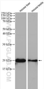 Ferritin light chain Antibody in Western Blot (WB)