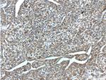 Ferritin light chain Antibody in Immunohistochemistry (Paraffin) (IHC (P))