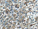 Ferritin light chain Antibody in Immunohistochemistry (Paraffin) (IHC (P))