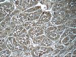 Ferritin light chain Antibody in Immunohistochemistry (Paraffin) (IHC (P))