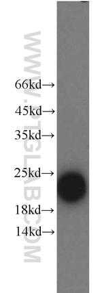 Ferritin light chain Antibody in Western Blot (WB)