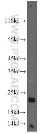 Ferritin light chain Antibody in Western Blot (WB)