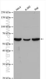 PRPF4 Antibody in Western Blot (WB)