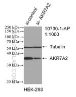 AKR7A2 Antibody in Western Blot (WB)