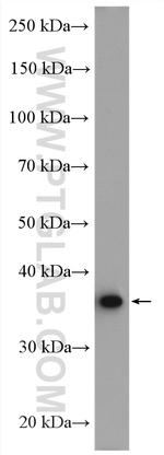 AKR7A2 Antibody in Western Blot (WB)