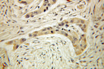 MYOT Antibody in Immunohistochemistry (Paraffin) (IHC (P))