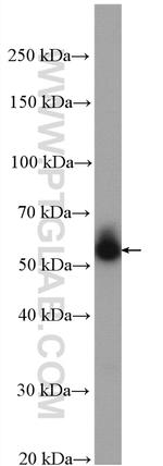 MYOT Antibody in Western Blot (WB)