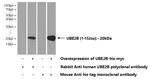 UBE2B Antibody in Western Blot (WB)