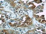 VCP Antibody in Immunohistochemistry (Paraffin) (IHC (P))