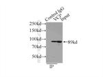 VCP Antibody in Immunoprecipitation (IP)