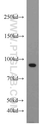 VCP Antibody in Western Blot (WB)