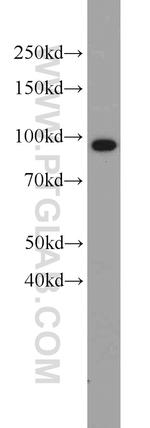 VCP Antibody in Western Blot (WB)