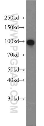 VCP Antibody in Western Blot (WB)