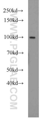 VCP Antibody in Western Blot (WB)