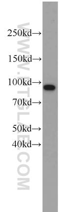 VCP Antibody in Western Blot (WB)