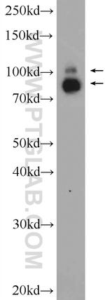 VCP Antibody in Western Blot (WB)