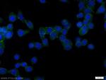 CD59 Antibody in Immunocytochemistry (ICC/IF)