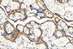 CD59 Antibody in Immunohistochemistry (Paraffin) (IHC (P))