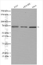 p65/RELA Antibody in Western Blot (WB)