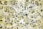 p65/RELA Antibody in Immunohistochemistry (Paraffin) (IHC (P))