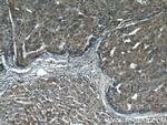 p65/RELA Antibody in Immunohistochemistry (Paraffin) (IHC (P))