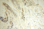 LKB1 Antibody in Immunohistochemistry (Paraffin) (IHC (P))